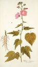 Hibiscus virginicus - Nikolaus Joseph Freiherr von Jacquin — widok dzieła