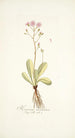 Hieracium incarnatum - Nikolaus Joseph Freiherr von Jacquin — widok dzieła