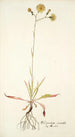 Hieracium saxatile - Nikolaus Joseph Freiherr von Jacquin — widok dzieła