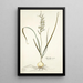 Hyacinthus viridis - Nikolaus Joseph Freiherr von Jacquin — oprawiony obraz na ścianie