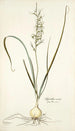 Hyacinthus viridis - Nikolaus Joseph Freiherr von Jacquin — widok dzieła
