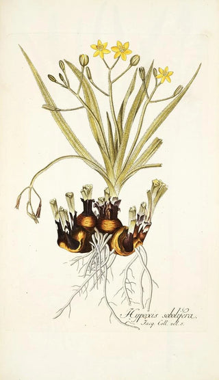 Nikolaus Joseph Freiherr von Jacquin - Hypoxis sobolifera.webp