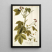 Iatropha gossypifolia - Nikolaus Joseph Freiherr von Jacquin — oprawiony obraz na ścianie