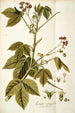 Iatropha gossypifolia - Nikolaus Joseph Freiherr von Jacquin — widok dzieła