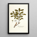 Ilex ligustrina - Nikolaus Joseph Freiherr von Jacquin — oprawiony obraz na ścianie