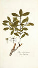 Ilex ligustrina - Nikolaus Joseph Freiherr von Jacquin — widok dzieła