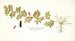 Indigofera hendecaphylla - Nikolaus Joseph Freiherr von Jacquin — widok dzieła