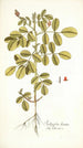 Indigofera hirsuta - Nikolaus Joseph Freiherr von Jacquin — widok dzieła
