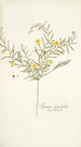 Ipomoea angustifolia - Nikolaus Joseph Freiherr von Jacquin — widok dzieła