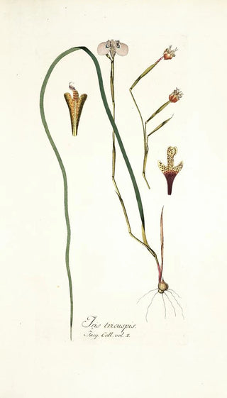 Nikolaus Joseph Freiherr von Jacquin - Iris tricuspis.webp