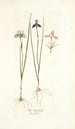 Iris tripetala - Nikolaus Joseph Freiherr von Jacquin — widok dzieła