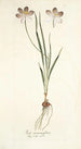 Ixia aneaionaeflora - Nikolaus Joseph Freiherr von Jacquin — widok dzieła