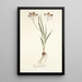 Ixia aneaionaeflora - Nikolaus Joseph Freiherr von Jacquin — oprawiony obraz na ścianie