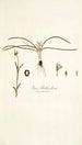 Ixia bulbocodium - Nikolaus Joseph Freiherr von Jacquin — widok dzieła