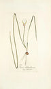 Ixia chloroleuca - Nikolaus Joseph Freiherr von Jacquin — widok dzieła