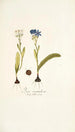 Ixia corymbosa - Nikolaus Joseph Freiherr von Jacquin — widok dzieła