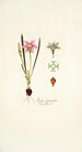 Ixia cruciata - Nikolaus Joseph Freiherr von Jacquin — widok dzieła