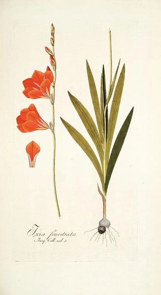 Nikolaus Joseph Freiherr von Jacquin - Ixia fenestrata.webp