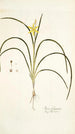 Ixia fragrans - Nikolaus Joseph Freiherr von Jacquin — widok dzieła