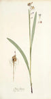 Ixia lancea - Nikolaus Joseph Freiherr von Jacquin — widok dzieła