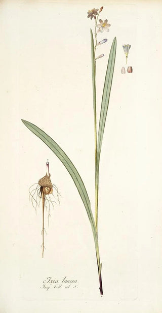 Nikolaus Joseph Freiherr von Jacquin - Ixia lancea.webp