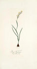 Ixia linearis - Nikolaus Joseph Freiherr von Jacquin — widok dzieła