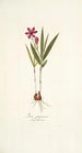 Ixia purpurea - Nikolaus Joseph Freiherr von Jacquin — widok dzieła