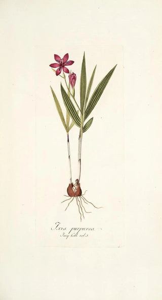 Nikolaus Joseph Freiherr von Jacquin - Ixia purpurea.webp