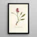 Ixia purpurea varietas - Nikolaus Joseph Freiherr von Jacquin — oprawiony obraz na ścianie