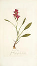 Ixia purpurea varietas - Nikolaus Joseph Freiherr von Jacquin — widok dzieła