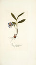 Ixia rubrocyanea - Nikolaus Joseph Freiherr von Jacquin — widok dzieła