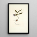 Ixia rubrocyanea - Nikolaus Joseph Freiherr von Jacquin — oprawiony obraz na ścianie