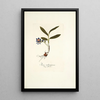 Nikolaus Joseph Freiherr von Jacquin - Ixia rubrocyanea.webp