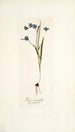 Ixia secunda - Nikolaus Joseph Freiherr von Jacquin — widok dzieła