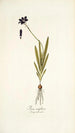 Ixia uniflora - Nikolaus Joseph Freiherr von Jacquin — widok dzieła