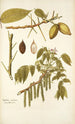 Juglans cinerea - Nikolaus Joseph Freiherr von Jacquin — widok dzieła
