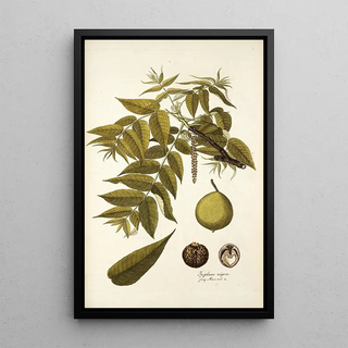 Nikolaus Joseph Freiherr von Jacquin - Juglans nigra.webp