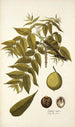 Juglans nigra - Nikolaus Joseph Freiherr von Jacquin — widok dzieła