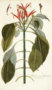 Justicia pulcherrima - Nikolaus Joseph Freiherr von Jacquin — widok dzieła
