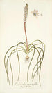 Lachenalia angustifolia - Nikolaus Joseph Freiherr von Jacquin — widok dzieła