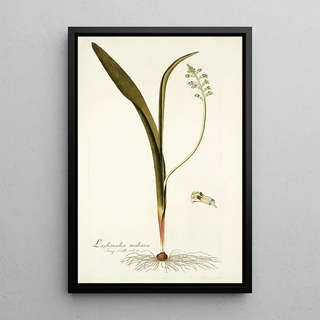 Nikolaus Joseph Freiherr von Jacquin - Lachenalia mediana.webp