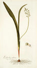 Lachenalia mediana - Nikolaus Joseph Freiherr von Jacquin — widok dzieła