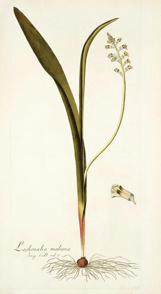 Nikolaus Joseph Freiherr von Jacquin - Lachenalia mediana.webp