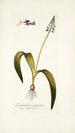 Lachenalia purpurea - Nikolaus Joseph Freiherr von Jacquin — widok dzieła