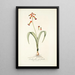 Lachenalia quadricolor - Nikolaus Joseph Freiherr von Jacquin — oprawiony obraz na ścianie