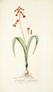Lachenalia quadricolor - Nikolaus Joseph Freiherr von Jacquin — widok dzieła