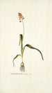 Lachenalia tricolor - Nikolaus Joseph Freiherr von Jacquin — widok dzieła