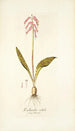 Lachenalia rubida - Nikolaus Joseph Freiherr von Jacquin — widok dzieła