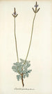 Lavandula pinnata - Nikolaus Joseph Freiherr von Jacquin — widok dzieła