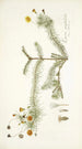 Leysera gnaphalodes - Nikolaus Joseph Freiherr von Jacquin — widok dzieła